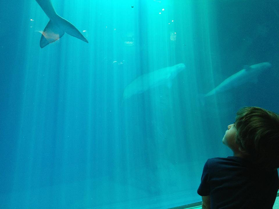 Max at the aquarium