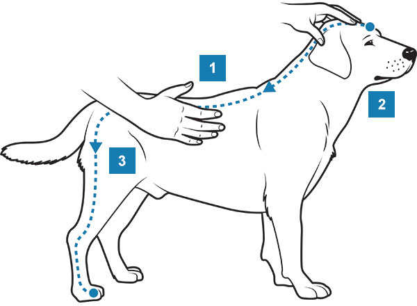 How to Give Your Dog (or Cat) Massage – Chicago