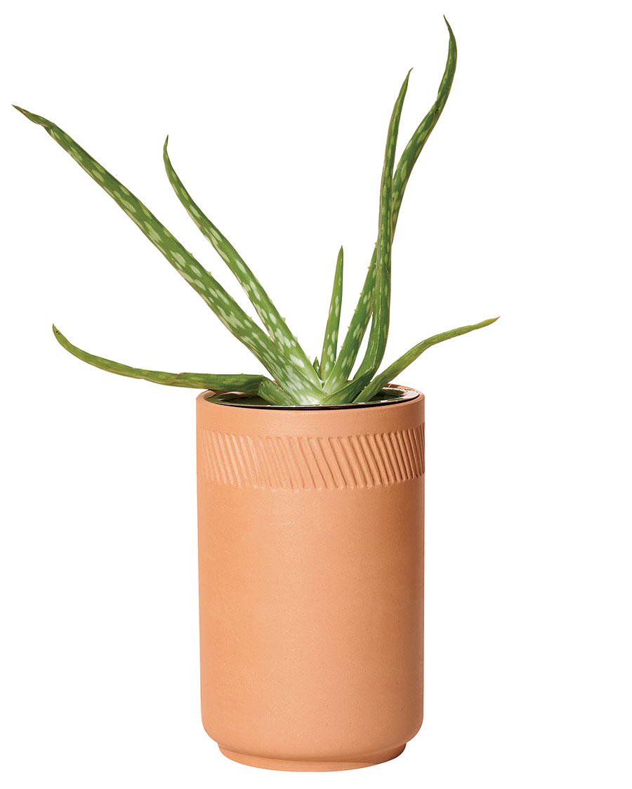 Modern Sprout aloe indoor grow kit