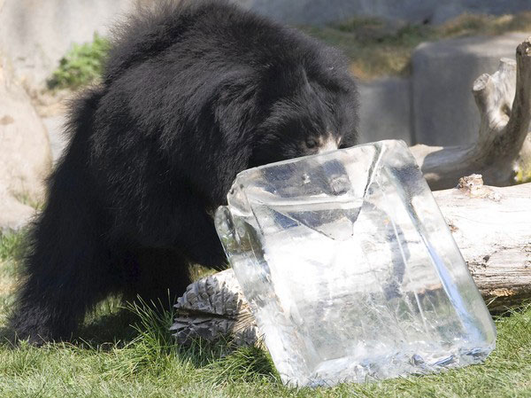 bear eating ice