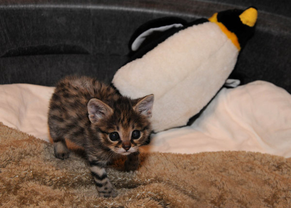 Black footed cat kitten Brookfield zoo