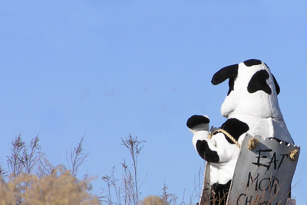 chick-fil-a cow