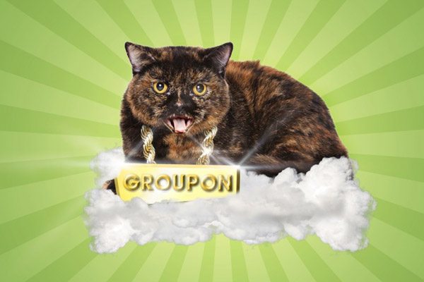 Groupon cat
