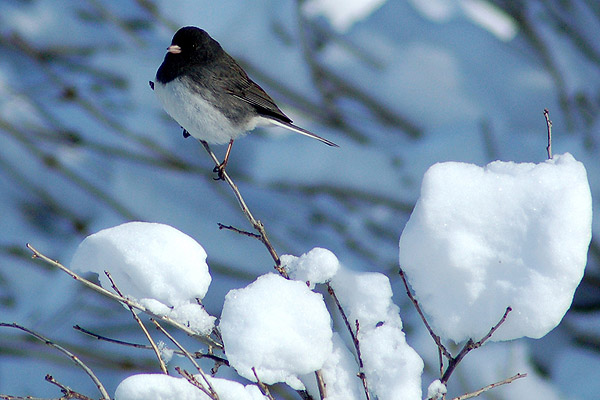 dark eyed junco