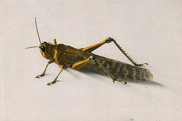 locust
