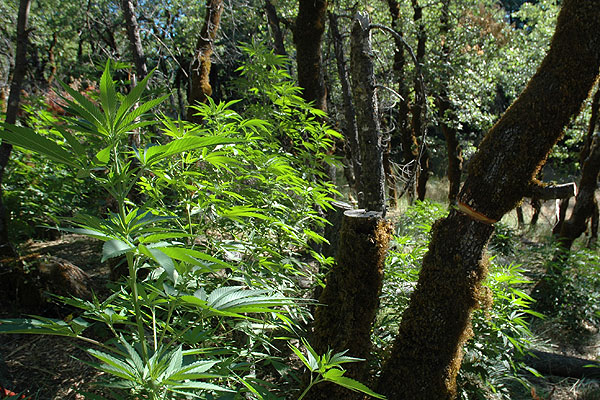 marijuana plant