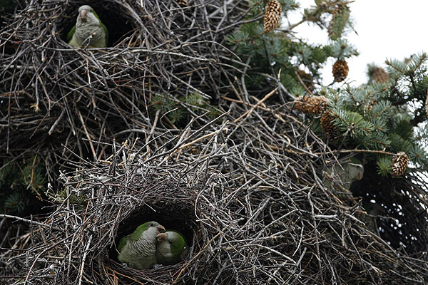 monk parakeet nest