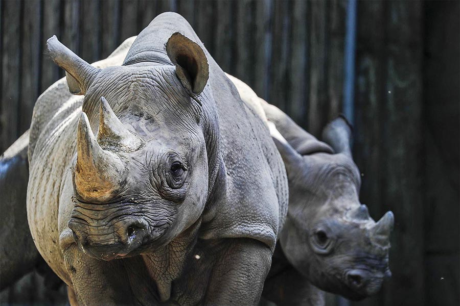 Rhinos at Lincoln Park Zoo