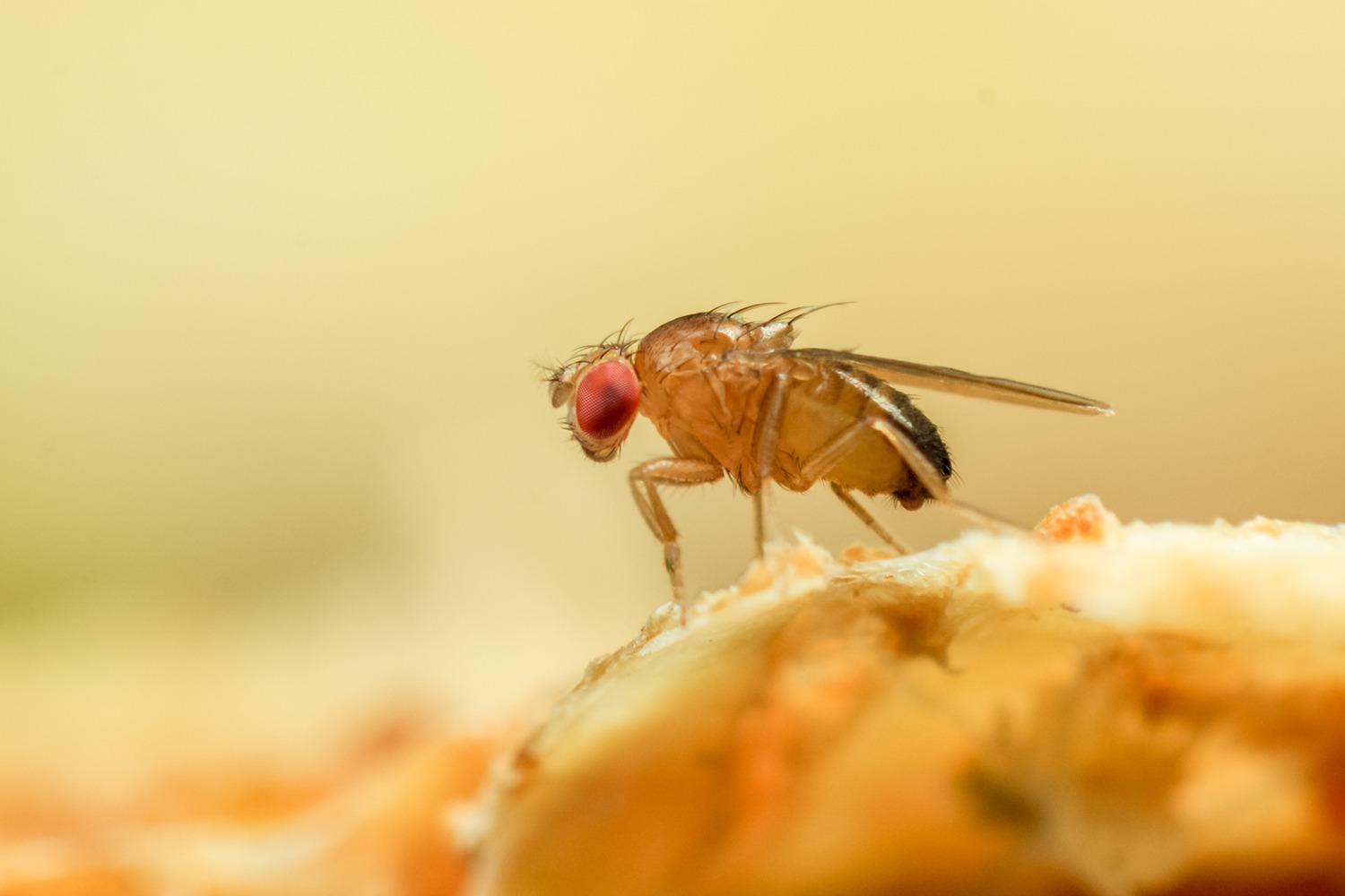 https://www.chicagomag.com/wp-content/uploads/2021/03/fruitfly_CR_istock.jpg