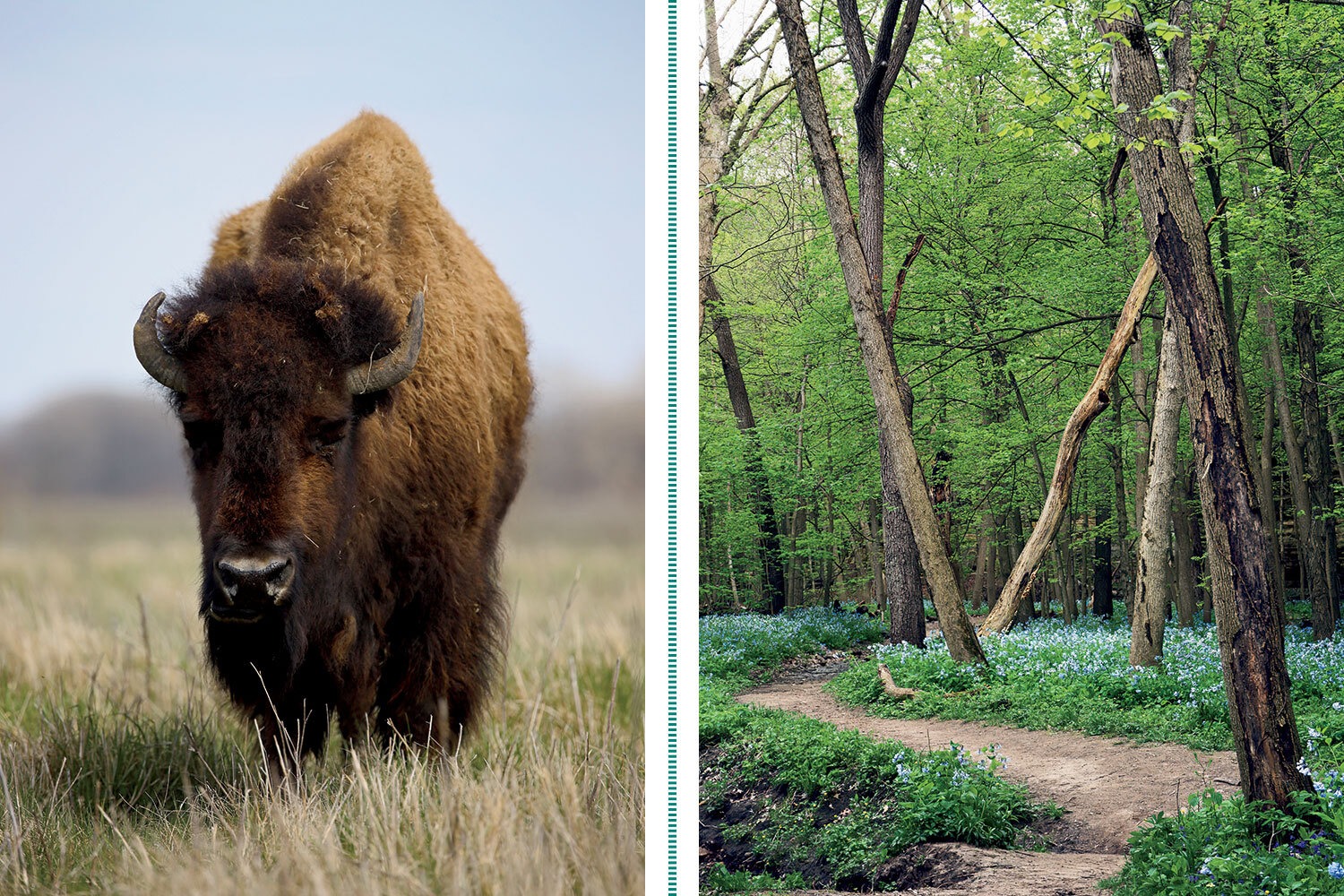 One of the dozens of bison at Midewin National Tallgrass Prairie and Bluebells at Starved Rock State Park