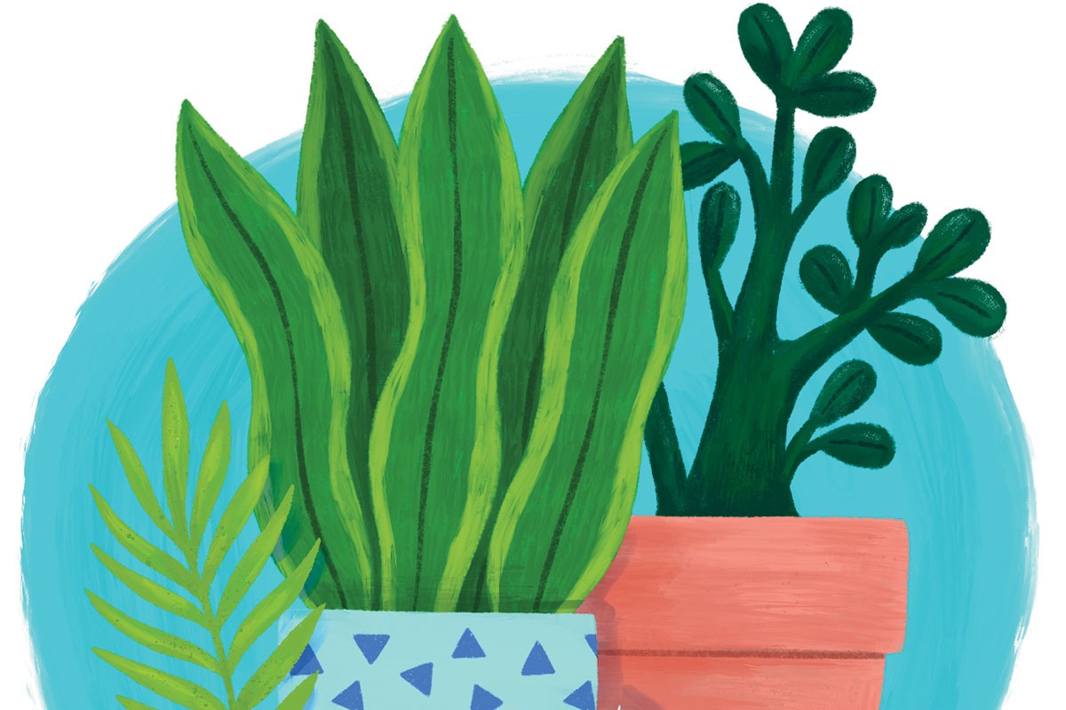 Best New Plant Shop Chicago Magazine