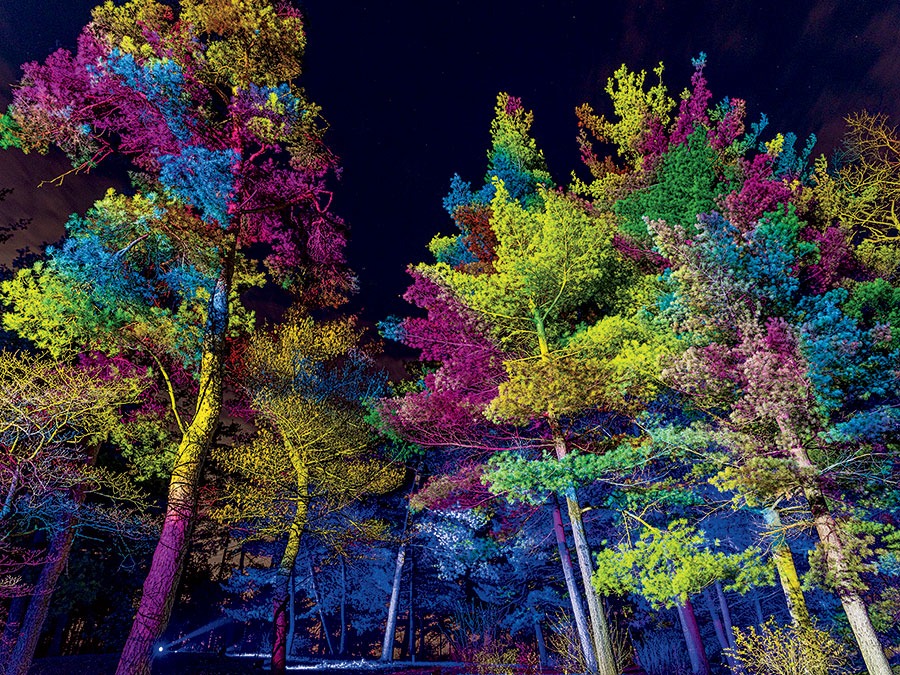 Illumination: Tree Lights at the Morton Arboretum