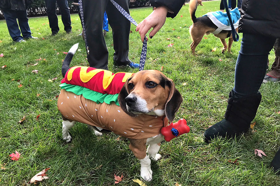 34th Annual Streeterville Dog Halloween Party