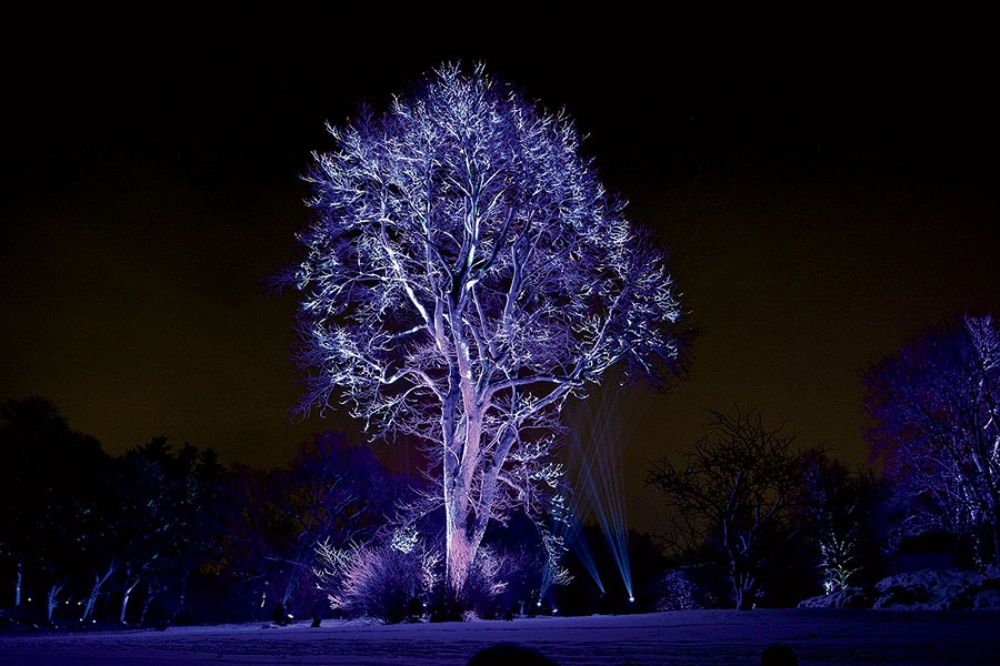 The Champion Tree