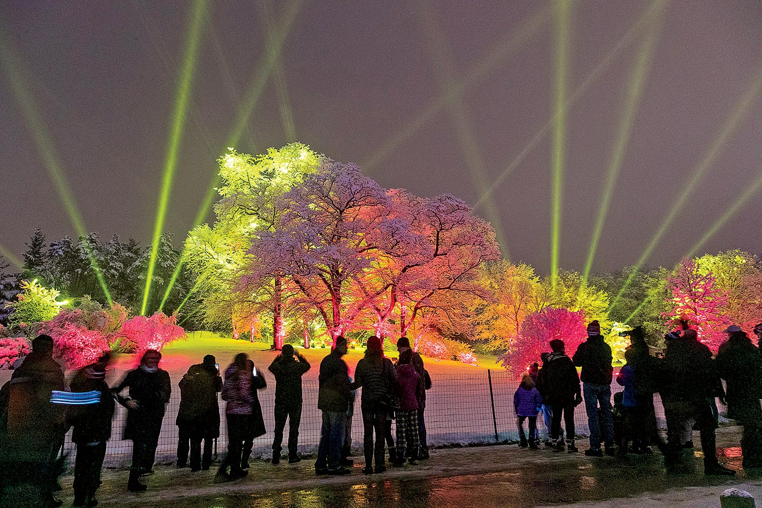 Illumination: Tree Lights