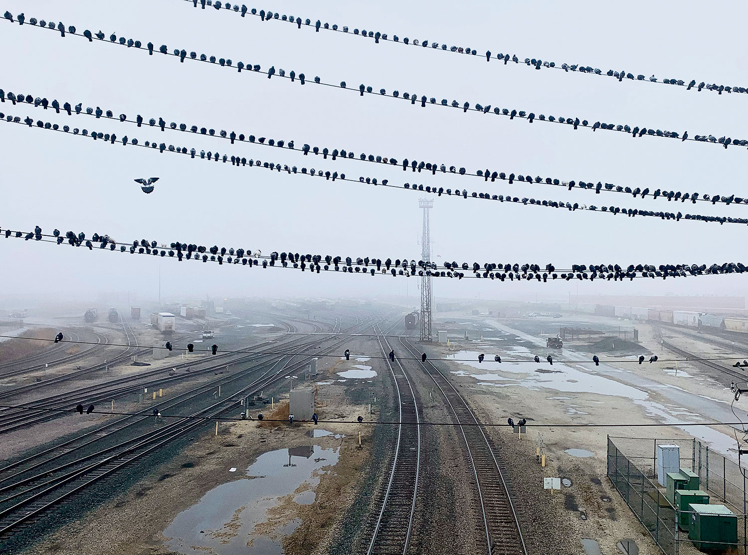 Birds on electrical wires above a train yard near Midway