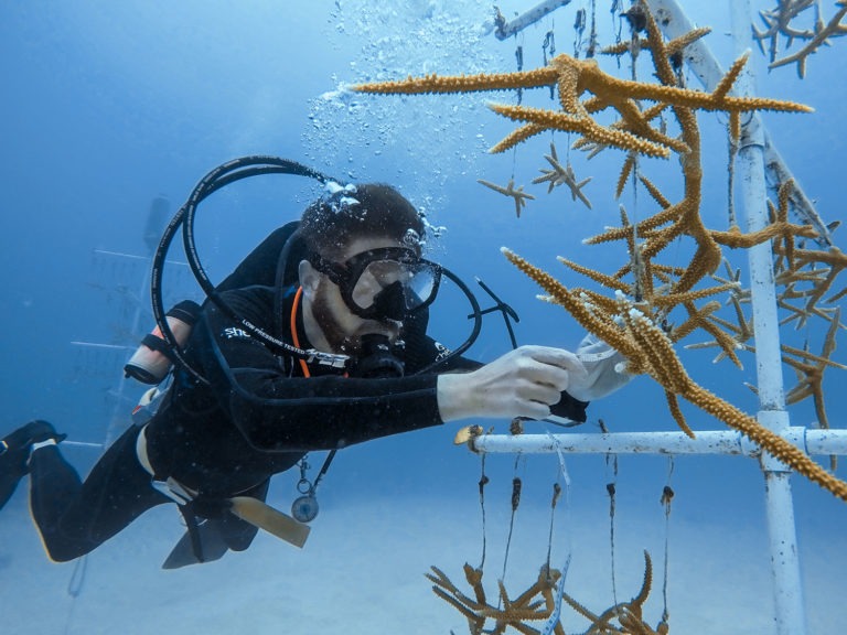A Shedd Scientist’s Quest to Save Coral Reefs Chicago Magazine