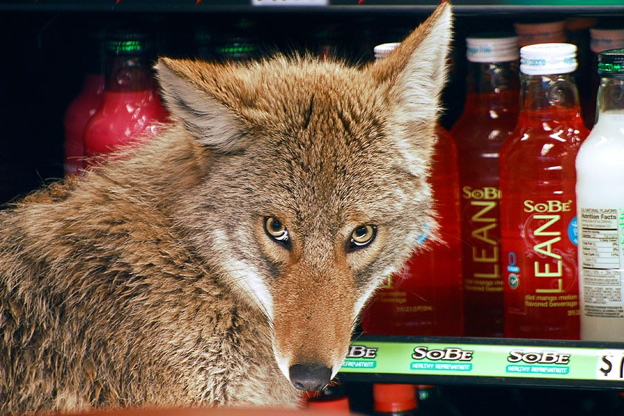 The Quiznos Coyote