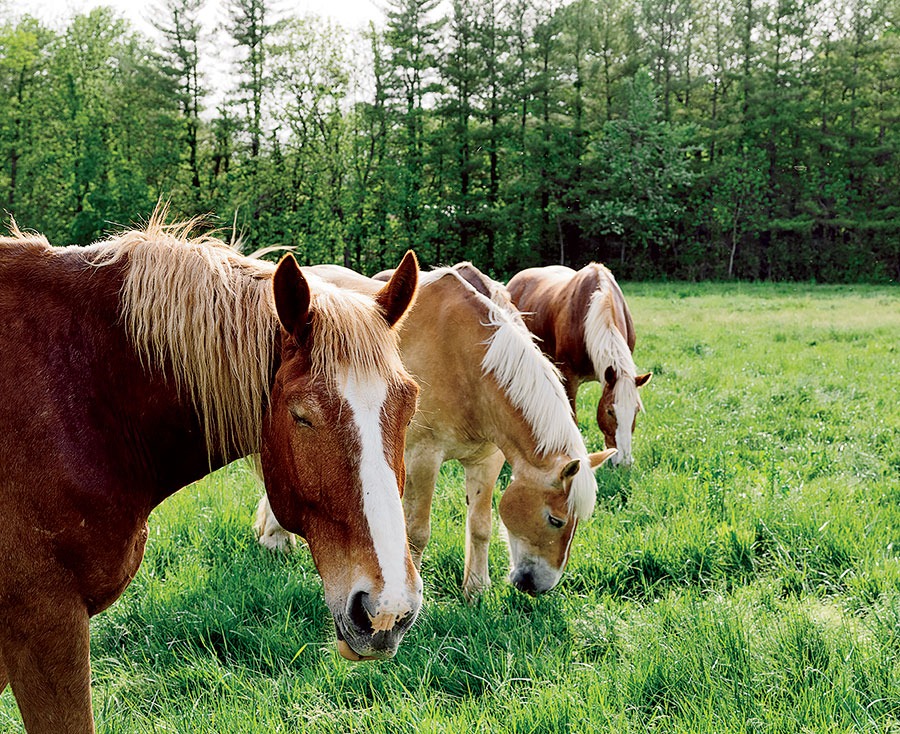 Horses used for carriage and wagon rides in Nauvoo