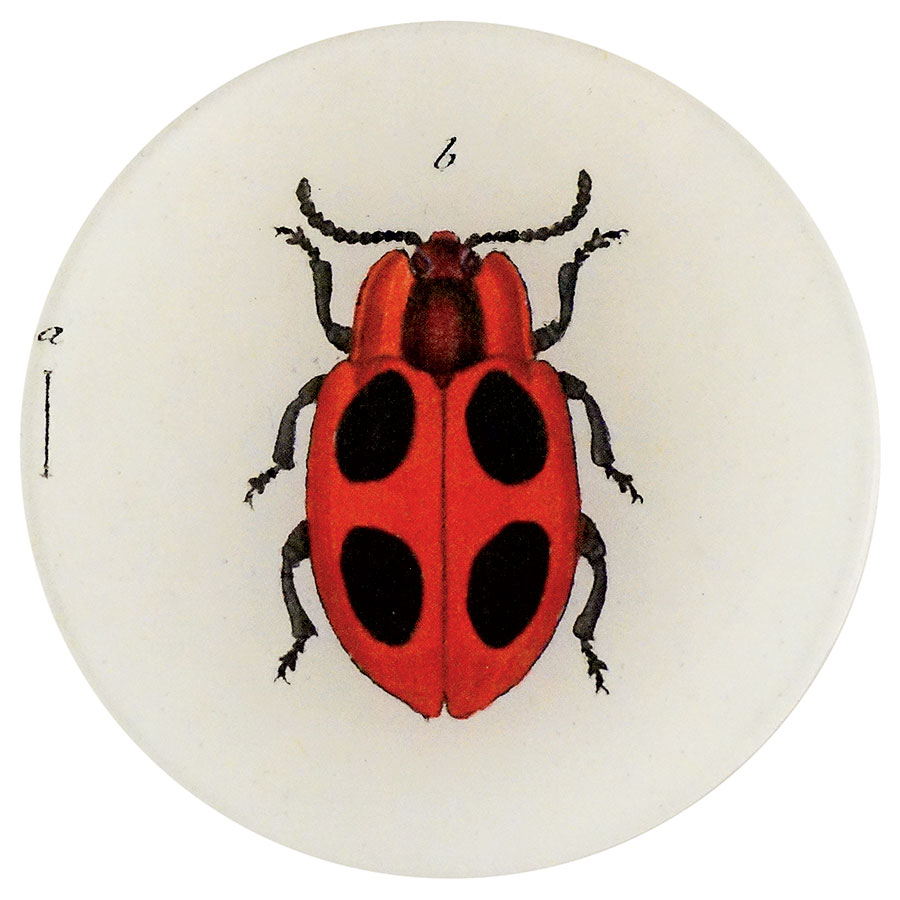 John Derian Big Dot Ladybug plate featuring collaged paper under handblown glass