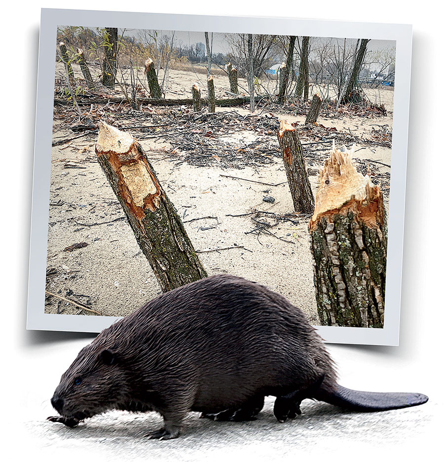 A photo of dozens of gnawed trees at Montrose Beach, and a beaver