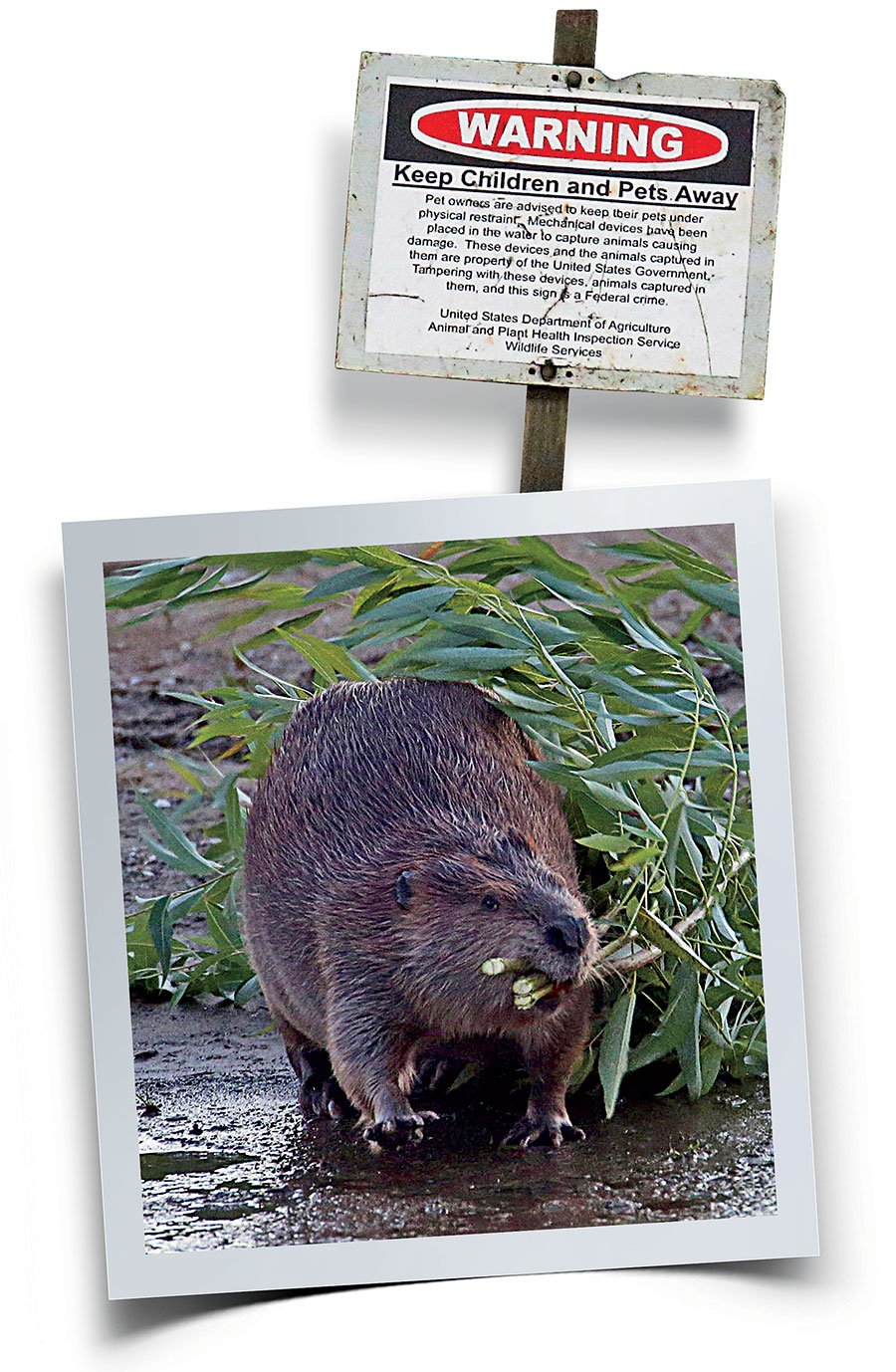 A photo of a beaver with branches in its mouth, and a "Keep children and pets away" warning sign above it